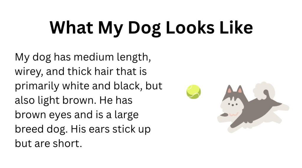White slide with black font. The heading is larger and bolder than the body of text. The body of text is a large paragraph of text explaining what my dog looks like with a sticker of a husky chasing a ball.