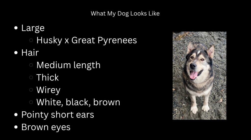 Black slide with white font. The heading is the smallest font on the slide. The rest of the font is a concise bulleted list of what my dog looks like. There is also a picture of my dog.