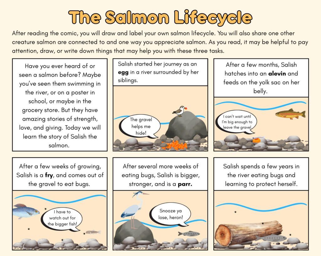 Title reads "the salmon lifecycle"

Text below the title reads "After reading the comic, you will draw and label your own salmon lifecycle. You will also share one other creature salmon are connected to and one way you appreciate salmon. As you read, it may be helpful to pay attention, draw, or write down things that may help you with these three tasks."

Box 1: text that says "have you ever heard of or seen a salmon before? Maybe you've seen them swimming in a river, or on a poster in school, or maybe in the grocery store. But they have amazing stories of strength, love, and giving. Today, we will learn the story of Salish the salmon."

Box 2: descriptive text says "Salish started her journey as an egg in a river surrounded by her siblings." Image is a side view of a river with salmon eggs buried in rocks and a small bird eating one of them on the shore. A speech bubble coming from an egg reads "the gravel helps me to hide!"

Box 3: descriptive texts says "after a few months, Salish hatches into an alevin and feeds on the yolk sac on her belly." Image is a side view of a river with an alevin salmon in the rocks and a bigger fish swimming over top. A speech bubble from the alevin says "I can't wait until I'm big enough to leave the gravel."

Box 4:descriptive text says "after a few weeks of growing, Salish is a fry, and comes out of the gravel to eat bugs." Image is a side view of a river with a fry salmon eating bugs. A bigger fish swims over top. A speech bubble from the salmon fry says "I have to watch out for the bigger fish!" 

Box 5: descriptive text reads "after several more weeks of eating bugs, Salish is bigger, stronger, and is a parr." Image is a side view of a river with a parr salmon swimming away from a heron on a rock. A speech bubble from the salmon reads "snooze ya lose, heron!" 

Box 6: descriptive text reads "Salish spends a few years in the river eating bugs and learning how to protect herself." Image is a side view of a river with a medium sized salmon swimming hiding under a log  eating bugs.