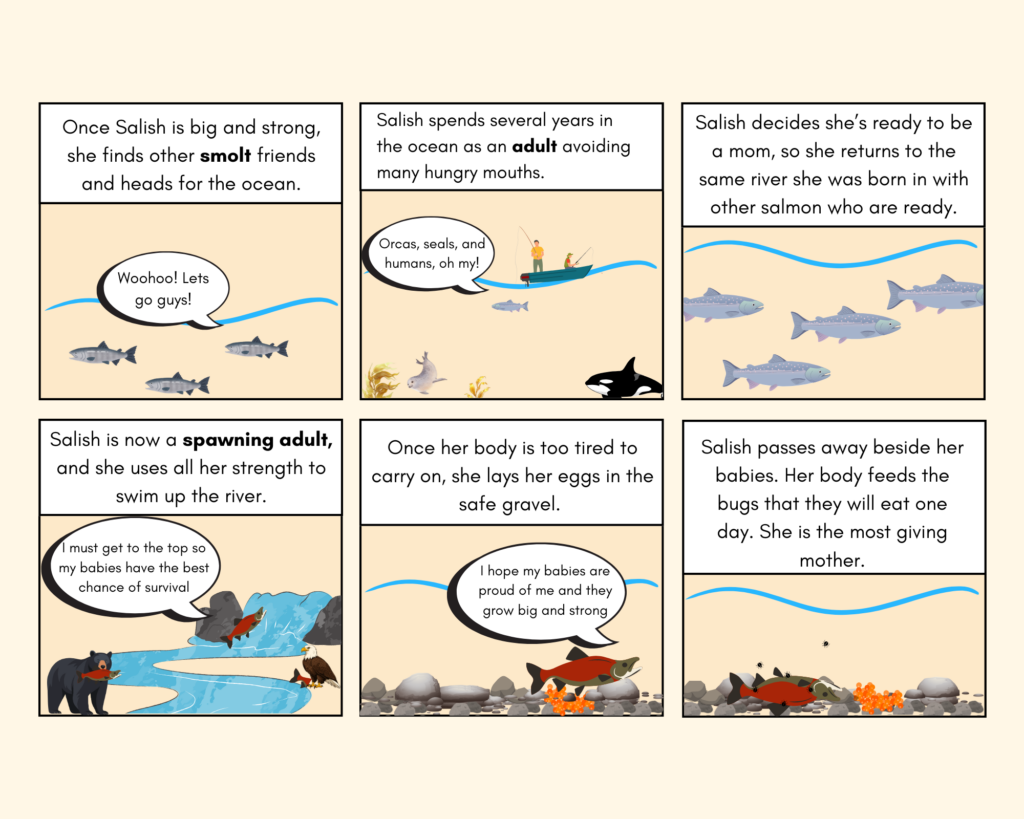 Box 7: descriptive text reads "once Salish is big and strong, she finds other smolt friends and heads for the ocean." Image is a side view of a river with three smolt salmon swimming towards the ocean. A speech bubble from a salmon reads "woohoo! Lets go guys!"

Box 8: descriptive text reads "Salish spends several years in the ocean as an adult avoiding many hungry mouths." Image is a side view of the ocean with a salmon swimming towards the surface, a fishing boat on the surface, an orca whale in the bottom right corner, and a seal in the bottom left. A speech bubble coming from the salmon reads "orcas, seals, and humans, oh my!"

Box 9: descriptive text reads "once Salish decides she's ready to be a mom, she returns to the same river she was born in with other salmon who are ready." Image is a side view of a river with four adult salmon swimming in the opposite direction of the ocean.

Box 10: descriptive text reads "Salish is now a spawning adult, and she uses all her strength to swim up the river." Image shows a spawning adult salmon jumping up a waterfall. There's a black bear and an eagle eating different salmon on  either side of the river. A speech bubble from the salmon jumping the river reads "I must get to the top so my babies have the best chance of survival." 

Box 11: descriptive text reads "once her body is too tired to carry on, she lays her eggs in the safe gravel." Image is a side view of a river with salmon eggs in the rocks and a salmon over top of them. A speech bubble coming from the salmon reads "I hope my babies are proud of me and they grow big and strong." 

Box 12: descriptive text reads "Salish passes away beside her babies. Her body feeds the bugs that they will eat one day. She is the most giving mother." Image is a side view of a river with salmon eggs in the rocks, a dead salmon laying beside them while bugs swim around.