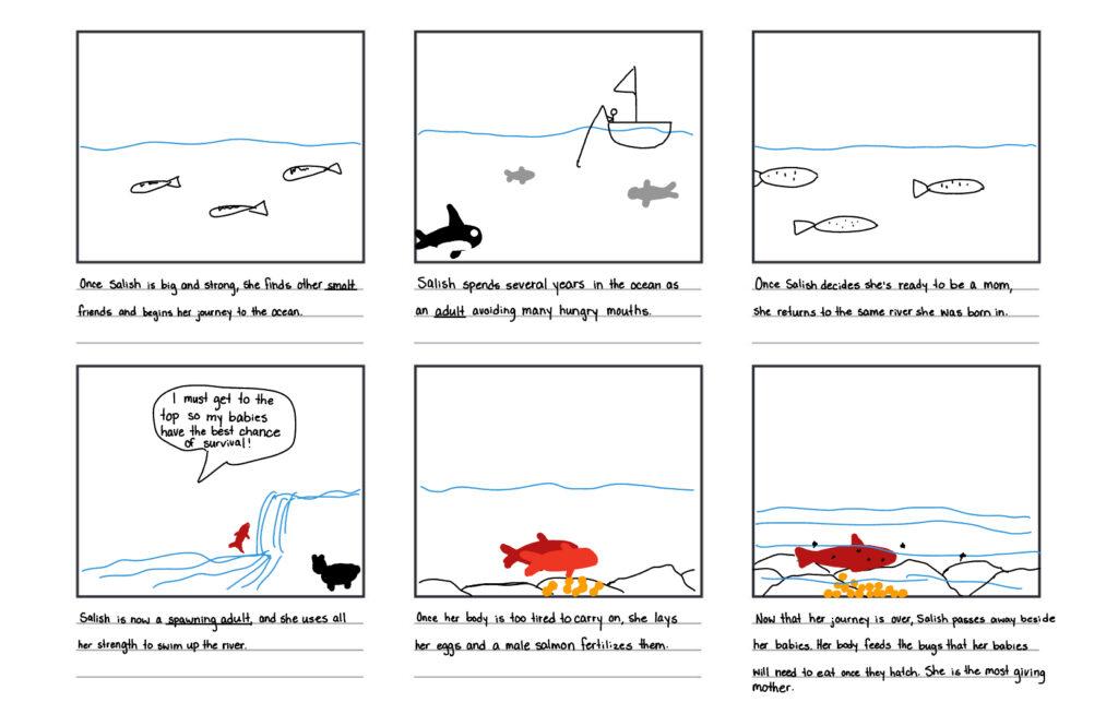 Box 7: descriptive text reads "once Salish is big and strong, she finds other smolt friends and begins her journey to the ocean." Image is a side view of a river with three smolt salmon swimming towards the ocean.

Box 8: descriptive text reads "Salish spends several years in the ocean as an adult avoiding many hungry mouths." Image is a side view of the ocean with a salmon swimming towards the surface, a fishing boat on the surface, an orca whale in the bottom left corner, and a seal in the middle. 

Box 9: descriptive text reads "once Salish decides she's ready to be a mom, she returns to the same river she was born in." Image is a side view of a river with three adult salmon swimming in the opposite direction of the ocean.

Box 10: descriptive text reads "Salish is now a spawning adult, and she uses all her strength to swim up the river." Image shows a spawning adult salmon jumping up a waterfall and there's a bear on the side of the river. A speech bubble from the salmon reads "I must get to the top so my babies have the best chance of survival." 

Box 11: descriptive text reads "once her body is too tired to carry on, she lays her eggs and a male salmon fertilizes them." Image is a side view of a river with a male salmon and female salmon beside each other and eggs in the rocks below them.

Box 12: descriptive text reads "now that her journey is over, Salish passes away beside her babies. Her body feeds the bugs that her babies will need to eat once they hatch. She is the most giving mother." Image is a side view of a river with salmon eggs in the rocks, a dead salmon laying beside them while bugs swim around.